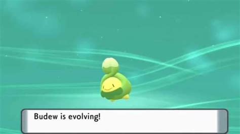 budew serebii|how to evolve budew.